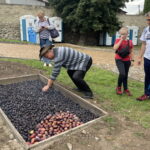 13.08.2022. Szydłów. Święto Śliwki