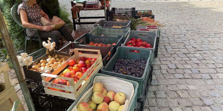 Ceny warzyw i owoców z zielonego rynku w Sandomierzu (23.08.2022) - Radio Kielce