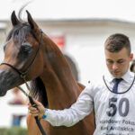 Janów Podlaski. Narodowy Pokaz Koni Czystej Krwi Arabskiej. Na zdjęciu: Delikat – pierwsze miejsce w klasie IV A ogierów rocznych (prezenter – Artur Łojowski) / Fot. Karolina Misztal