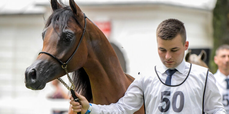 Janów Podlaski. Narodowy Pokaz Koni Czystej Krwi Arabskiej. Na zdjęciu: Delikat – pierwsze miejsce w klasie IV A ogierów rocznych (prezenter – Artur Łojowski) / Fot. Karolina Misztal