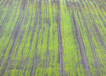 GAEC 6: Minimalna pokrywa glebowa – normy i wymogi warunkowości - Radio Kielce