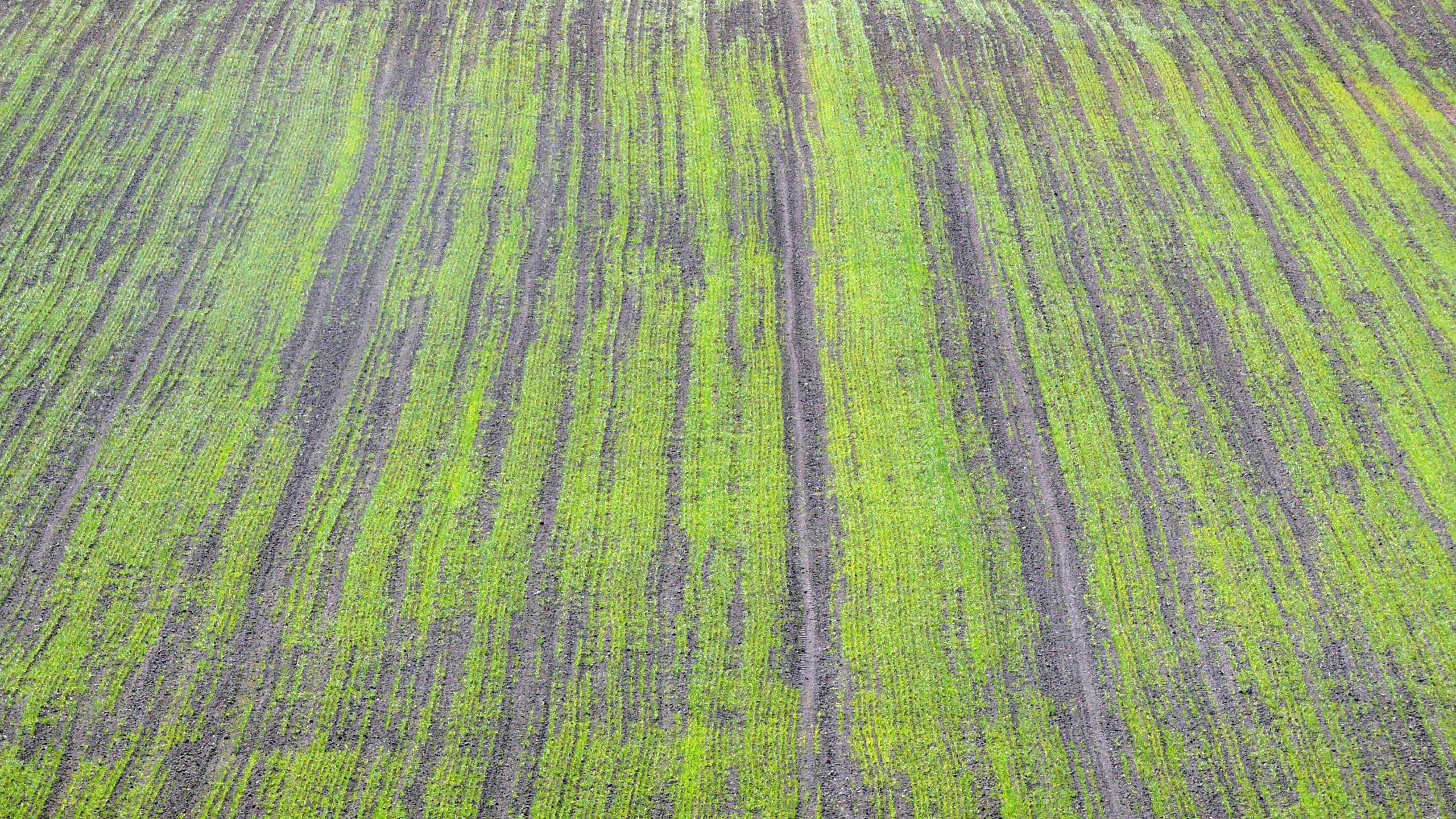 Jakie mamy gleby w Świętokrzyskiem. Które są najlepsze dla upraw? - Radio Kielce Jakie mamy gleby w Świętokrzyskiem. Które są najlepsze dla upraw? - Radio Kielce