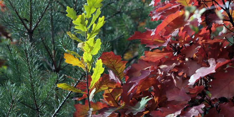 jesień, drzewa, liście, las / Fot. Robert Felczak - Radio Kielce