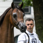 Janów Podlaski. Narodowy Pokaz Koni Czystej Krwi Arabskiej. Na zdjęciu: El Brillo – drugie miejsce w klasie V ogierów dwuletnich (prezenter – Paweł Syliwoniuk) / Fot. Karolina Misztal