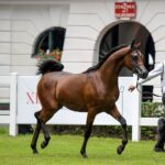 Janów Podlaski. Narodowy Pokaz Koni Czystej Krwi Arabskiej. Na zdjęciu: El Medar – pierwsze miejsce w klasie IV B ogierów rocznych (prezenter – Paweł Syliwoniuk) / Fot. Karolina Misztal