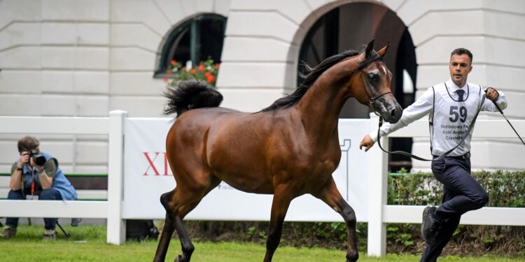 Janów Podlaski. Narodowy Pokaz Koni Czystej Krwi Arabskiej. Na zdjęciu: El Medar – pierwsze miejsce w klasie IV B ogierów rocznych (prezenter – Paweł Syliwoniuk) / Fot. Karolina Misztal