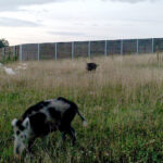 Zwierzęta korzystające z przejść nad S7 / Fot. GDDKiA