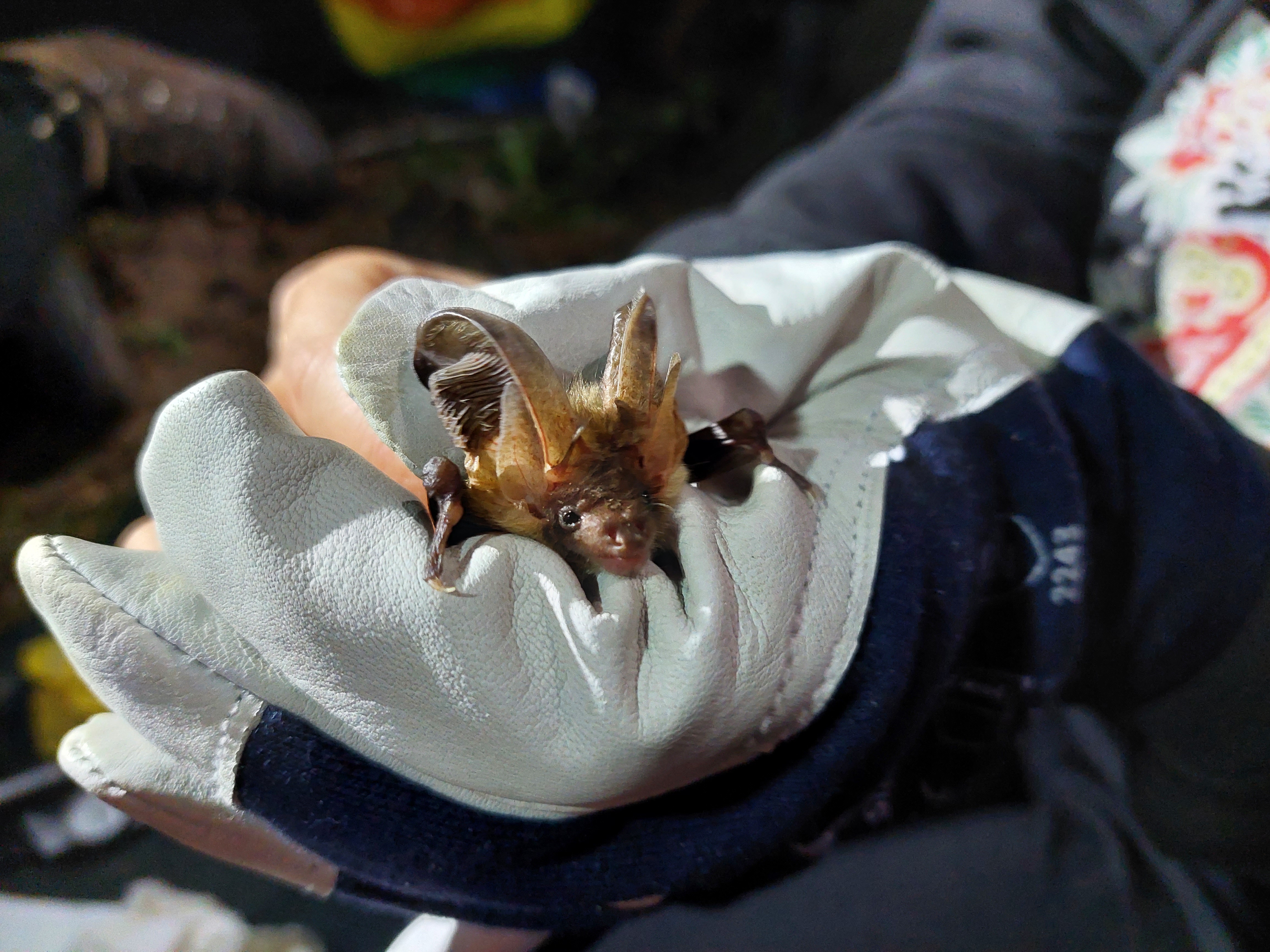 Budzą się wiosną i… szukają jedzenia