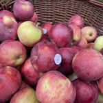 Jabłka przez cały rok. Smaczne, zdrowe i z ekologią na ty