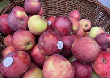 Jabłka przez cały rok. Smaczne, zdrowe i z ekologią na ty