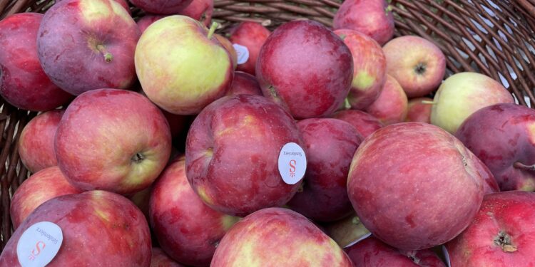 Jabłka przez cały rok. Smaczne, zdrowe i z ekologią na ty