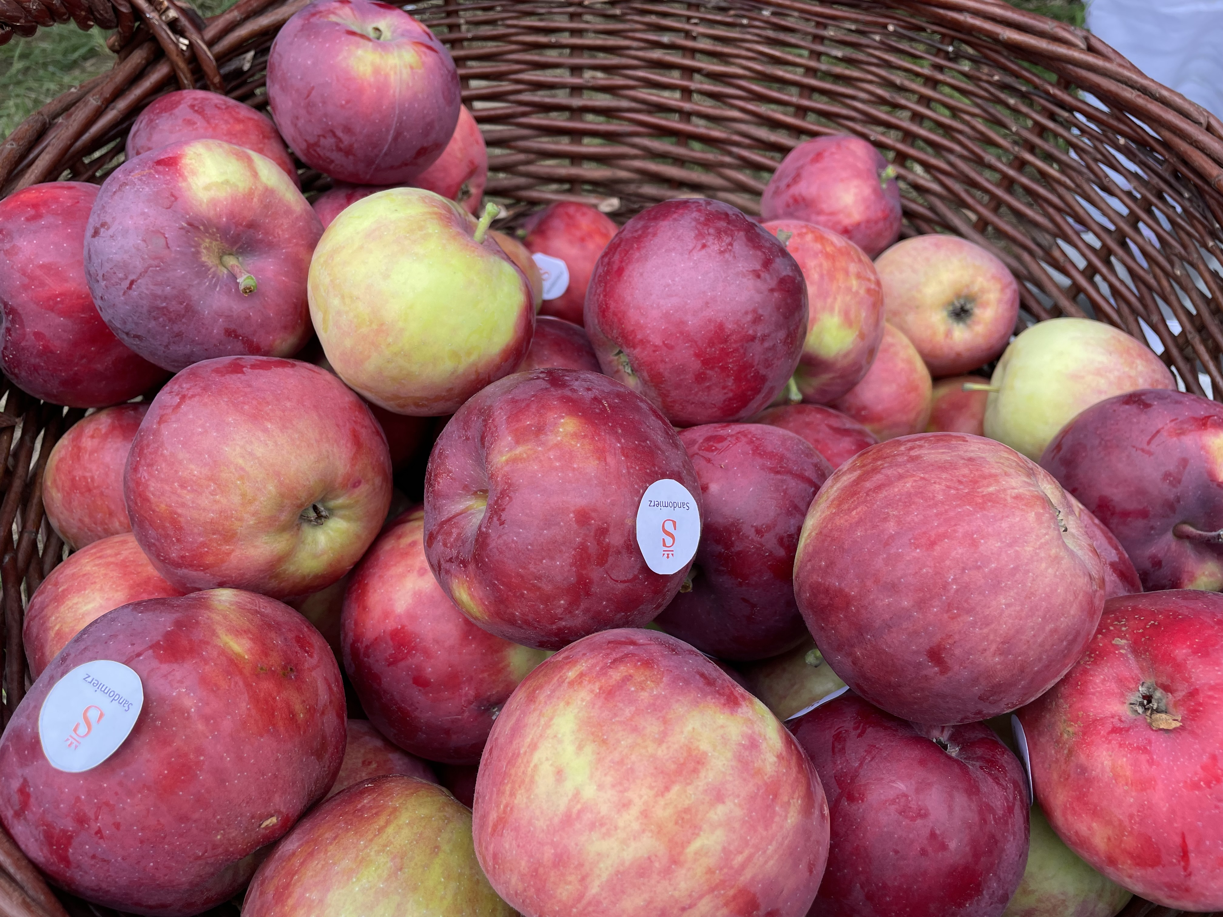 Jabłka przez cały rok. Smaczne, zdrowe i z ekologią na ty