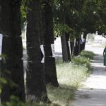 19.08.2022. Kielce. Skrzyżowanie ulic Jagiellońskiej i Karczówkowskiej. Drzewa przeznaczone do wycinki / Fot. Jarosław Kubalski - Radio Kielce