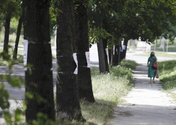 19.08.2022. Kielce. Skrzyżowanie ulic Jagiellońskiej i Karczówkowskiej. Drzewa przeznaczone do wycinki / Fot. Jarosław Kubalski - Radio Kielce