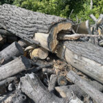 18.08.2022. Starachowice. Drewno z drzew wyciętych przy Pałacyku / Fot. Radio Kielce - Anna Głąb