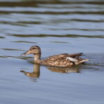 05.08.2022. Strawczyn. Zalew / Fot. Wiktor Taszłow – Radio Kielce