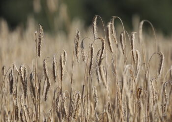 Lista odmian zbóż ozimych zalecanych do uprawy w Świętokrzyskiem - Radio Kielce