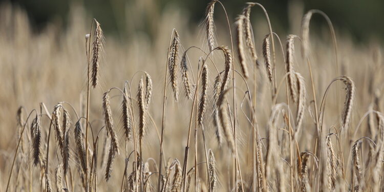 Lista odmian zbóż ozimych zalecanych do uprawy w Świętokrzyskiem - Radio Kielce