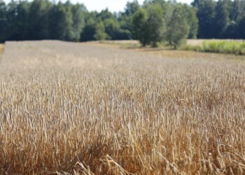zboże, pole, żniwa, rolnictwo / Fot. Wiktor Taszłow - Radio Kielce