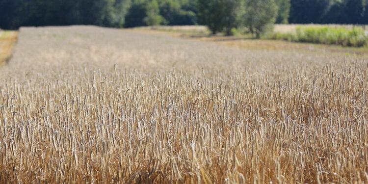 Coraz więcej środków na dopłaty do ubezpieczeń rolnych - Radio Kielce zboże, pole, żniwa, rolnictwo / Fot. Wiktor Taszłow - Radio Kielce