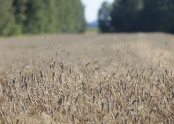 W sierpniu kolejne wnioski o wypłatę rekompensaty