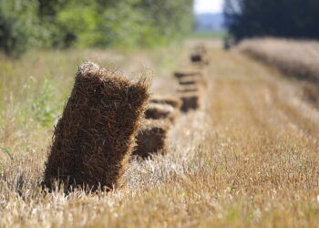 Zbiory zbóż szacowane są w tym roku na poziomie ok. 32 mln ton - Radio Kielce