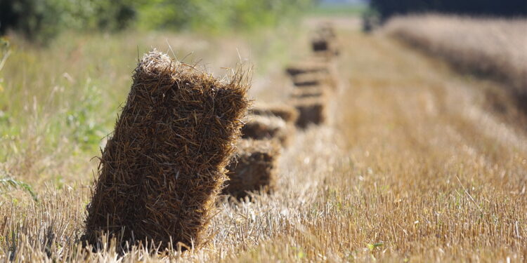 Zbiory zbóż szacowane są w tym roku na poziomie ok. 32 mln ton - Radio Kielce