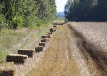 Żniwa na świętokrzyskich polach na finiszu. Za kilka dni dowiemy się, jak rolnikom udał się sezon - Radio Kielce