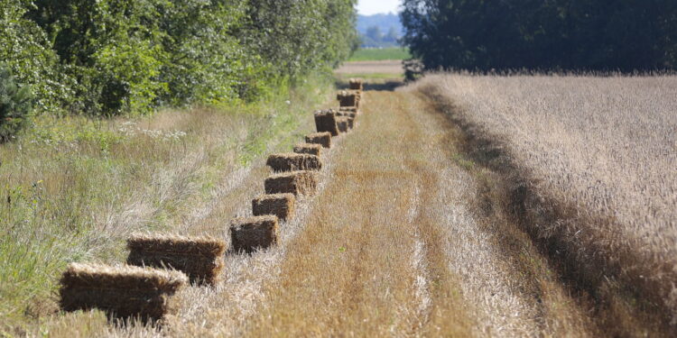 Żniwa na świętokrzyskich polach na finiszu. Za kilka dni dowiemy się, jak rolnikom udał się sezon - Radio Kielce