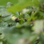 23.08.2022. Zagnańsk. Dąb Bartek. / Fot. Wiktor Taszłow - Radio Kielce