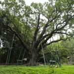 23.08.2022. Zagnańsk. Dąb Bartek. / Fot. Wiktor Taszłow - Radio Kielce
