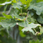 23.08.2022. Zagnańsk. Dąb Bartek. / Fot. Wiktor Taszłow - Radio Kielce