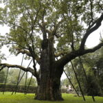 23.08.2022. Zagnańsk. Dąb Bartek. / Fot. Wiktor Taszłow - Radio Kielce