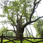 23.08.2022. Zagnańsk. Dąb Bartek. / Fot. Wiktor Taszłow - Radio Kielce