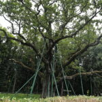 23.08.2022. Zagnańsk. Dąb Bartek. / Fot. Wiktor Taszłow - Radio Kielce