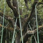 23.08.2022. Zagnańsk. Dąb Bartek. / Fot. Wiktor Taszłow - Radio Kielce