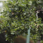 23.08.2022. Zagnańsk. Dąb Bartek. / Fot. Wiktor Taszłow - Radio Kielce