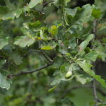 23.08.2022. Zagnańsk. Dąb Bartek. / Fot. Wiktor Taszłow - Radio Kielce