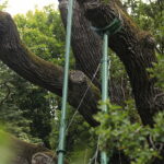 23.08.2022. Zagnańsk. Dąb Bartek. / Fot. Wiktor Taszłow - Radio Kielce