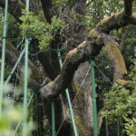 23.08.2022. Zagnańsk. Dąb Bartek. / Fot. Wiktor Taszłow - Radio Kielce