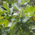 23.08.2022. Zagnańsk. Dąb Bartek. / Fot. Wiktor Taszłow - Radio Kielce