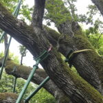 23.08.2022. Zagnańsk. Dąb Bartek. / Fot. Wiktor Taszłow - Radio Kielce