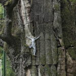 23.08.2022. Zagnańsk. Dąb Bartek. / Fot. Wiktor Taszłow - Radio Kielce