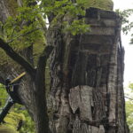 23.08.2022. Zagnańsk. Dąb Bartek. / Fot. Wiktor Taszłow - Radio Kielce