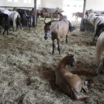 16.08.2022 Michałów. Stadnina koni. Dzień otwarty dla zwiedzających / Fot. Jarosław Kubalski - Radio Kielce