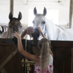 16.08.2022 Michałów. Stadnina koni. Dzień otwarty dla zwiedzających / Fot. Jarosław Kubalski - Radio Kielce