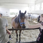 16.08.2022 Michałów. Stadnina koni. Dzień otwarty dla zwiedzających / Fot. Jarosław Kubalski - Radio Kielce