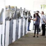 16.08.2022 Michałów. Stadnina koni. Dzień otwarty dla zwiedzających / Fot. Jarosław Kubalski - Radio Kielce