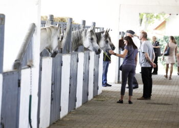 16.08.2022 Michałów. Stadnina koni. Dzień otwarty dla zwiedzających / Fot. Jarosław Kubalski - Radio Kielce