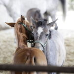 Stadnina w Michałowie ma 70 lat. Będzie można obejrzeć wszystkie zwierzęta